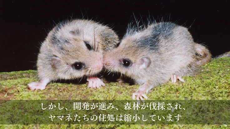 森の宝「ヤマネ」を守る。いきもの達が棲む豊かな未来をみんなで作ろう 6枚目