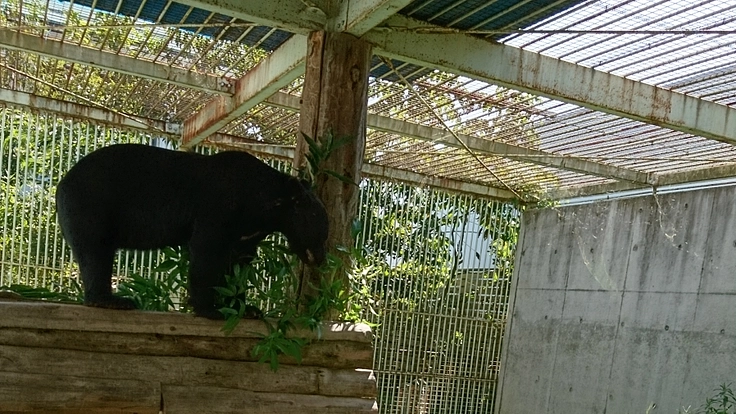 一頭でも多くの命を救いたい〜施設維持のためにご協力をお願いします〜 10枚目