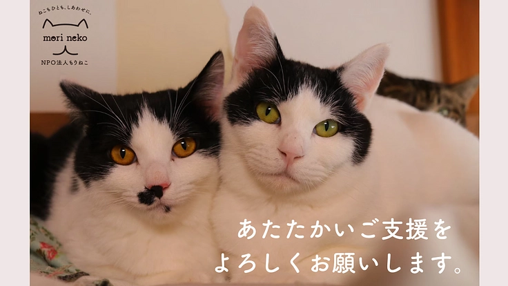 もりねこRe:スタート！ 保護ねこ活動の継続と新たなチャレンジへ 7枚目