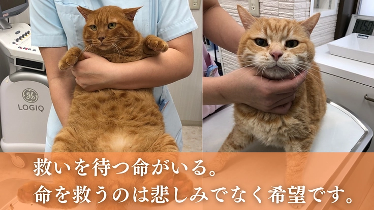 こぼれ落ちていく命を1つでも多く救う。動物病院の設備を拡充 4枚目