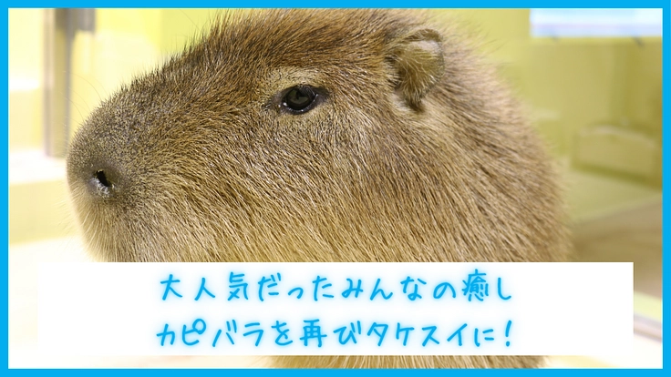 カピバラも人も幸せに！竹島水族館パワーアッププロジェクト第一弾 2枚目