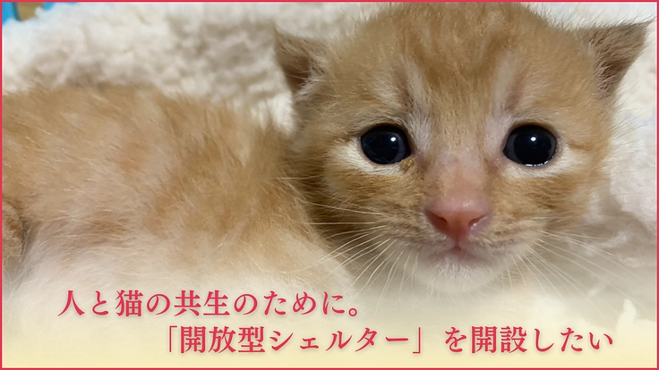 ねこの古都なら|猫と人の温かいご縁を繋ぐ。開放型シェルターの開設へ 4枚目