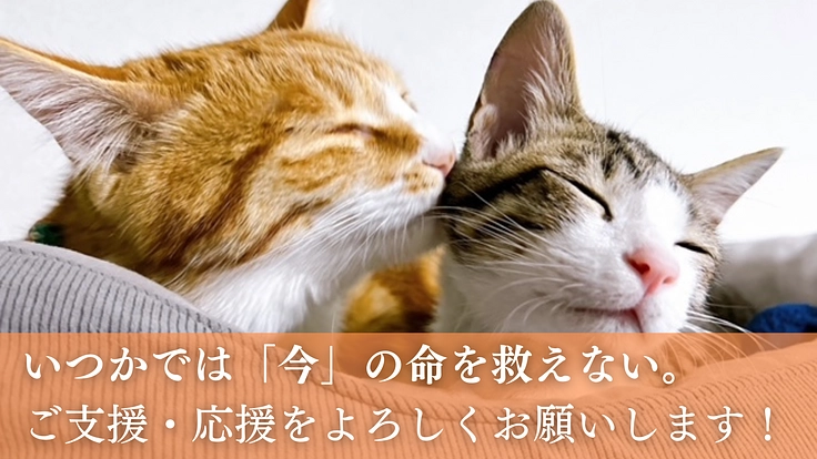 こぼれ落ちていく命を1つでも多く救う。動物病院の設備を拡充 5枚目