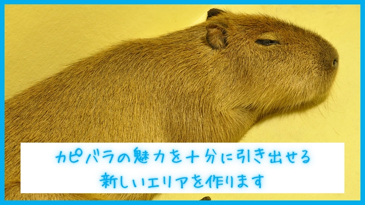 カピバラも人も幸せに！竹島水族館パワーアッププロジェクト第一弾 4枚目