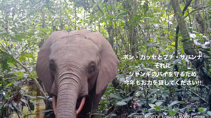 【緊急支援第２弾】マルミミゾウの楽園を密猟者の手から護りたい！！ 7枚目