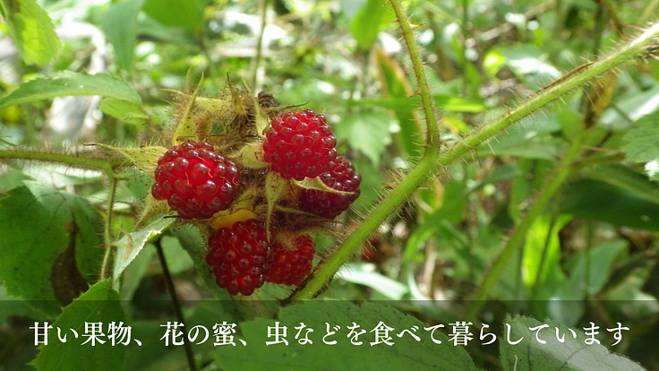 森の宝「ヤマネ」を守る。いきもの達が棲む豊かな未来をみんなで作ろう 3枚目