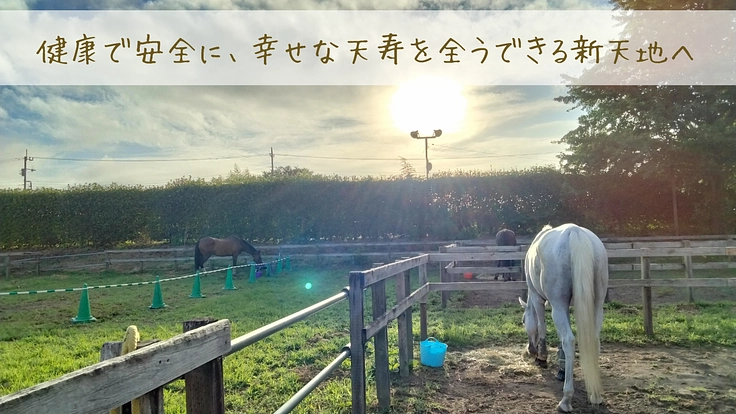 馬のための場所を守りたい。心身のケアが必要な馬達にも幸せな生涯を 9枚目