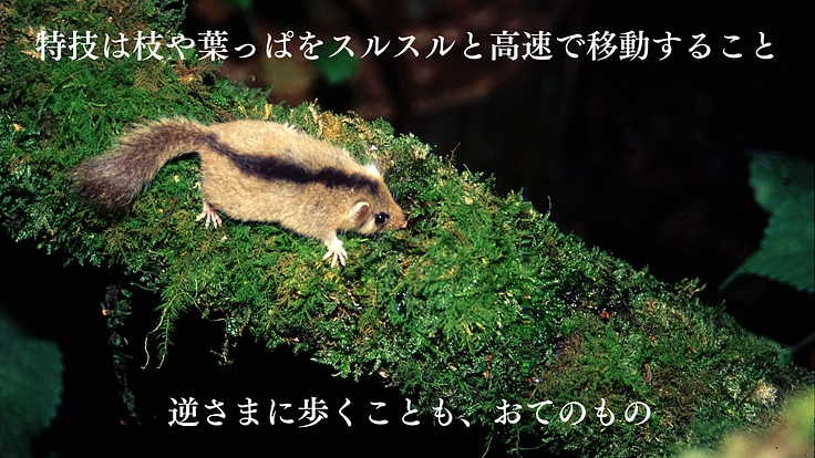 森の宝「ヤマネ」を守る。いきもの達が棲む豊かな未来をみんなで作ろう 4枚目