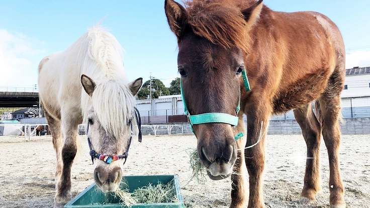 和種馬とより安全にふれあえる場所に。馬具新調や施設整備にご支援を! 2枚目