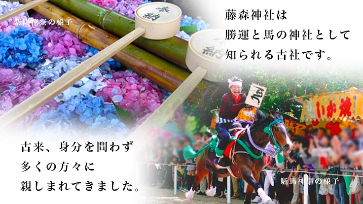 京都伏見・藤森神社～京都の古社で藤爛漫の地復活を～ 2枚目