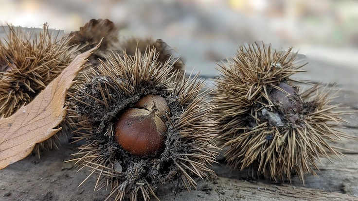 那須高原の森林保護活動の拠点、「那須フォレストセンター」を作りたい 8枚目