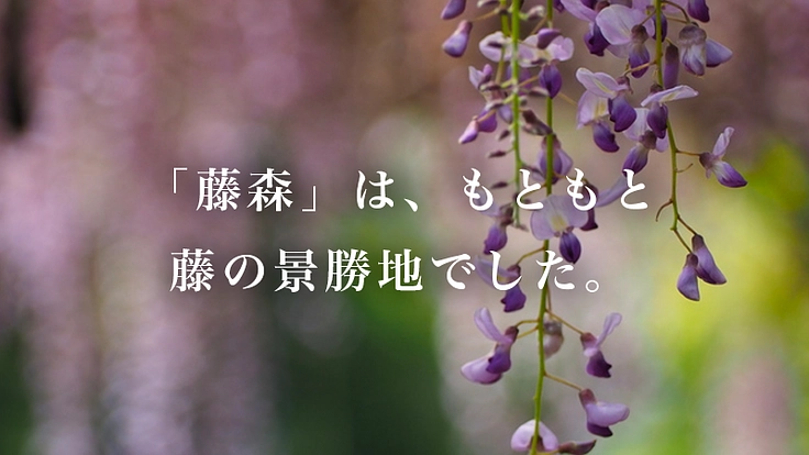京都伏見・藤森神社～京都の古社で藤爛漫の地復活を～ 3枚目