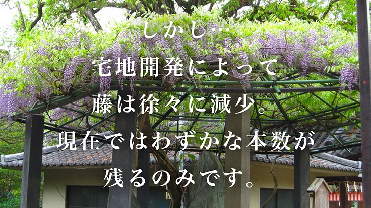 京都伏見・藤森神社～京都の古社で藤爛漫の地復活を～ 4枚目