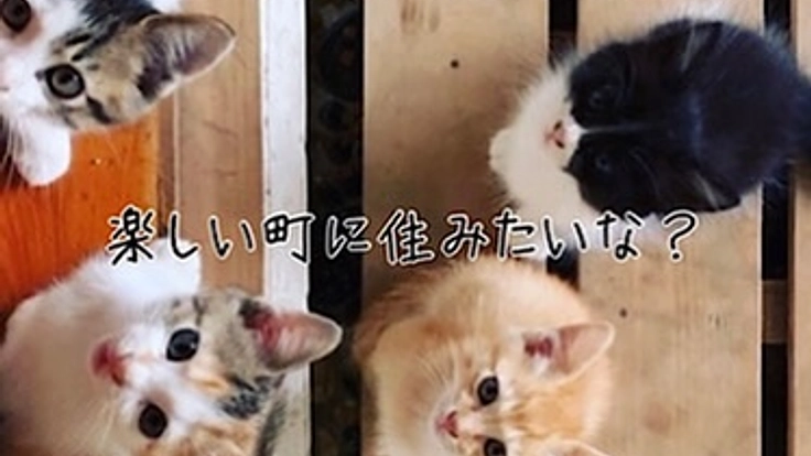 地域猫問題の解決を図りたい★保護猫たちが暮らす町と社会を創りたい! 3枚目