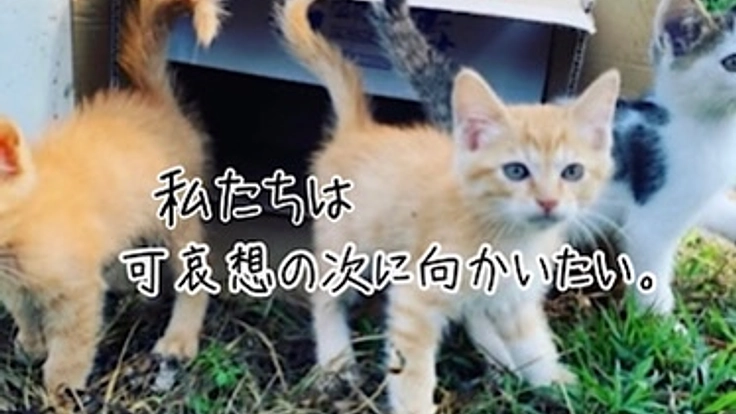 地域猫問題の解決を図りたい★保護猫たちが暮らす町と社会を創りたい! 4枚目
