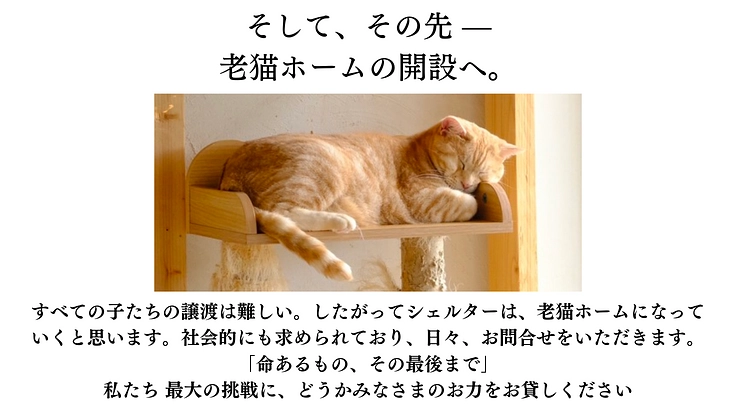 149匹保護から2年半。シェルター増築で、人馴れしない猫にも幸せを 9枚目