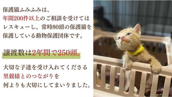 急遽立ち退き決定！猫と人に優しい保護猫シェルターを早急に移転したい 2枚目