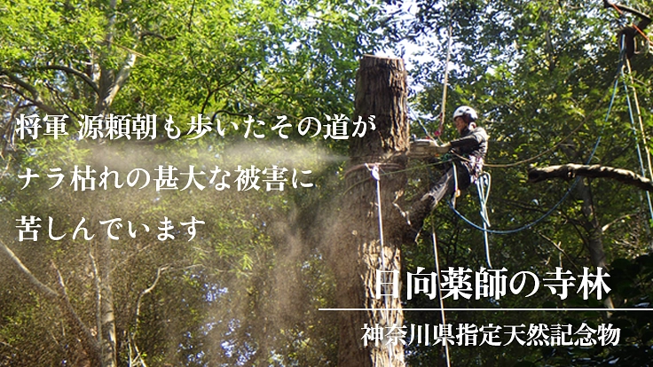 日本三薬師 日向薬師宝城坊｜美しい境内と寺宝「獅子頭」を守りたい 2枚目