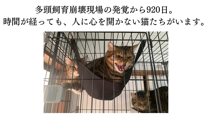 149匹保護から2年半。シェルター増築で、人馴れしない猫にも幸せを 5枚目