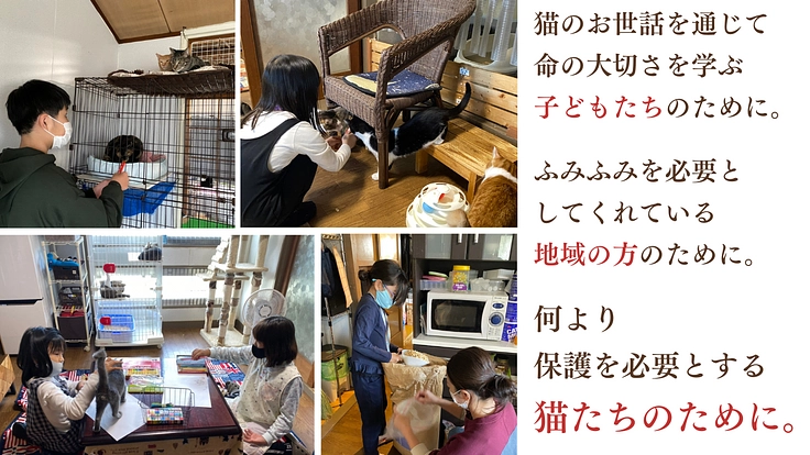 急遽立ち退き決定！猫と人に優しい保護猫シェルターを早急に移転したい 4枚目