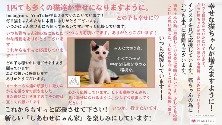 保護猫カフェを移転して、エイズや人馴れしない猫たちにも温かいご縁を 5枚目