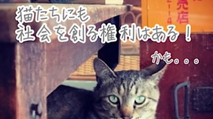 地域猫問題の解決を図りたい★保護猫たちが暮らす町と社会を創りたい! 2枚目