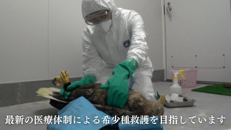 傷ついた希少猛禽類の命を全力で救い、より良い共生社会を目指したい！ 7枚目