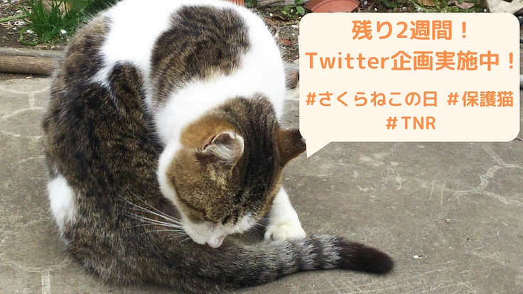 不幸な命を産まさない、不妊手術で救いたい猫の命【第五弾】 2枚目