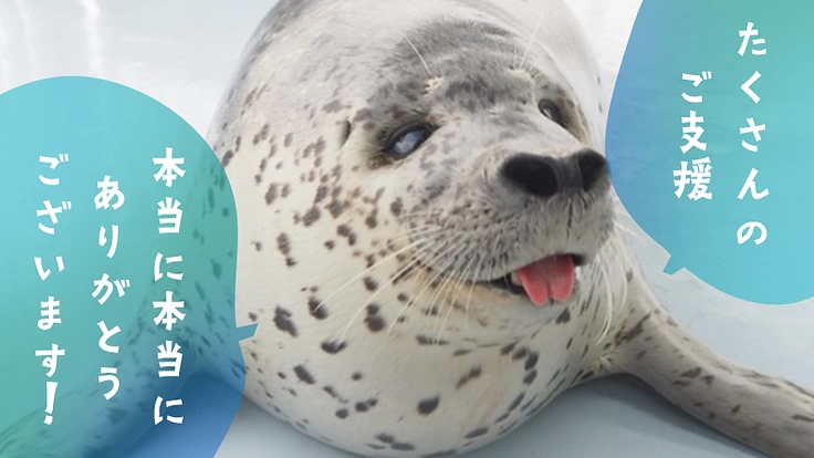 可愛いから守りたいへ。皆さまと作るアザラシと保護活動を伝える写真集 2枚目
