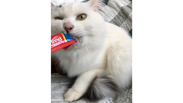 難病FIPの保護猫ハート❤️を助けてください 4枚目