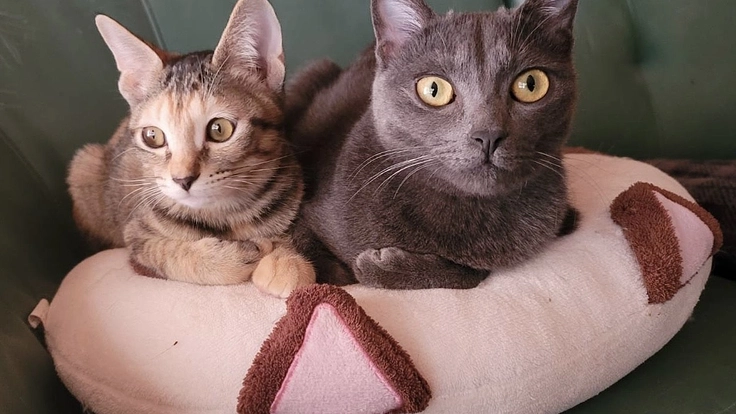 古い家の再生を助けて下さい！山口県萩市に猫との癒しの空間を造りたい 2枚目