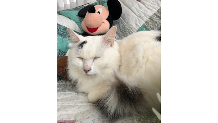 難病FIPの保護猫ハート❤️を助けてください 6枚目