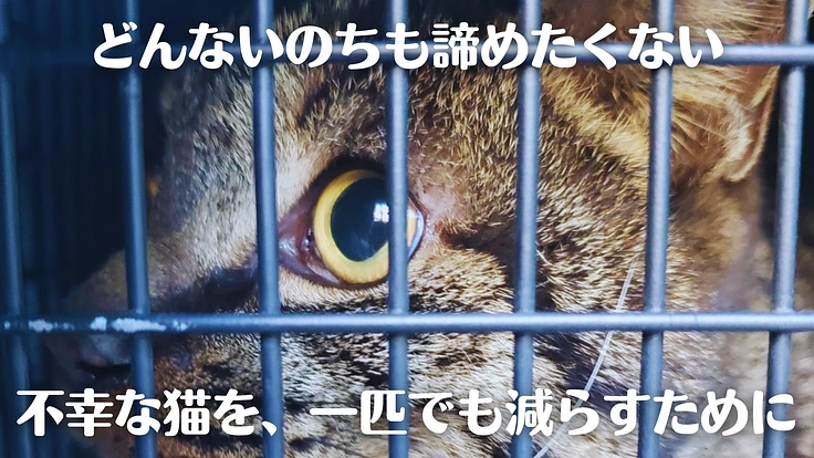 安心して暮らせるおうちとご縁を繋ぐ。保護猫シェルター新設にご支援を 2枚目