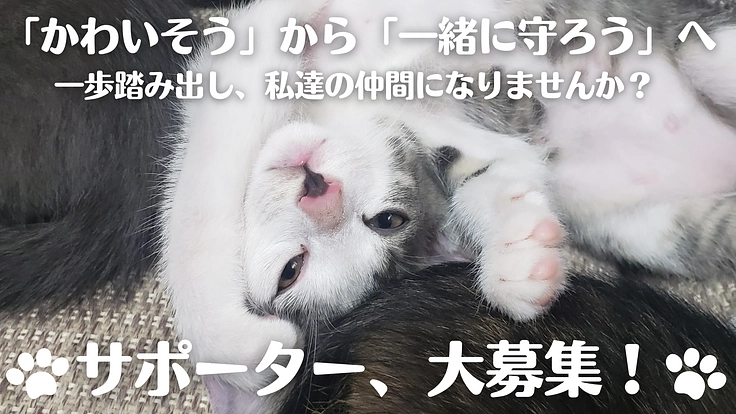 安心して暮らせるおうちとご縁を繋ぐ。保護猫シェルター新設にご支援を 4枚目