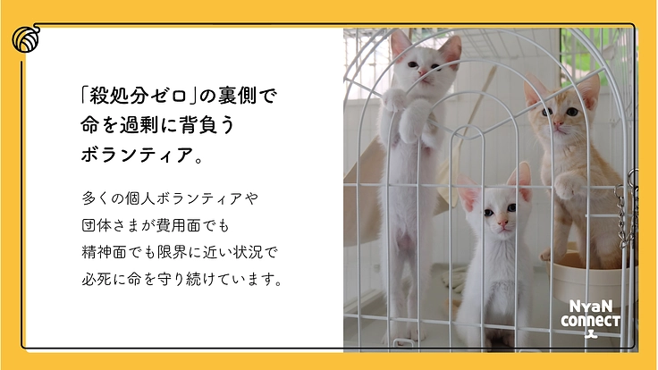 保護猫カフェ開業へ。誰にも気にかけてもらえない命を0に！ 2枚目