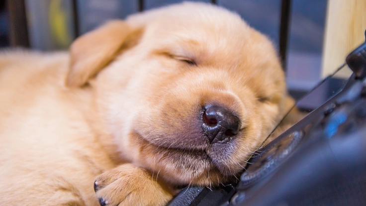 日本ライトハウス盲導犬訓練所|社会で支え合う盲導犬育成を目指して! 4枚目