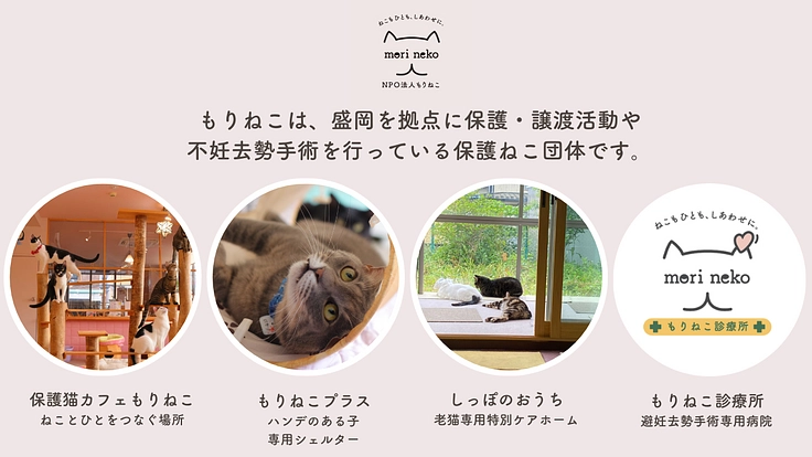 もりねこRe:スタート！ 保護ねこ活動の継続と新たなチャレンジへ 2枚目