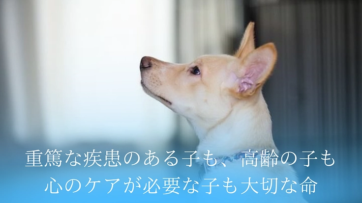SORA小さな命を救う会｜救える命を諦めない！保護犬に適切な医療を 2枚目