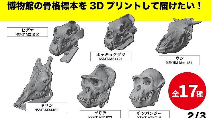 見るだけの骨から、触れる骨へ|手のひらサイズの哺乳類頭骨レプリカ 5枚目