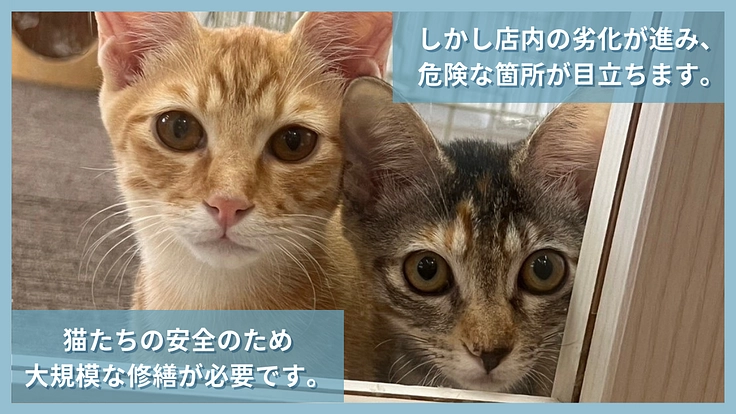 劣化した保護猫カフェをリ・デザイン！人と猫の共存を考える新たな場へ 3枚目