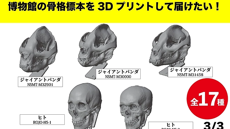 見るだけの骨から、触れる骨へ|手のひらサイズの哺乳類頭骨レプリカ 6枚目