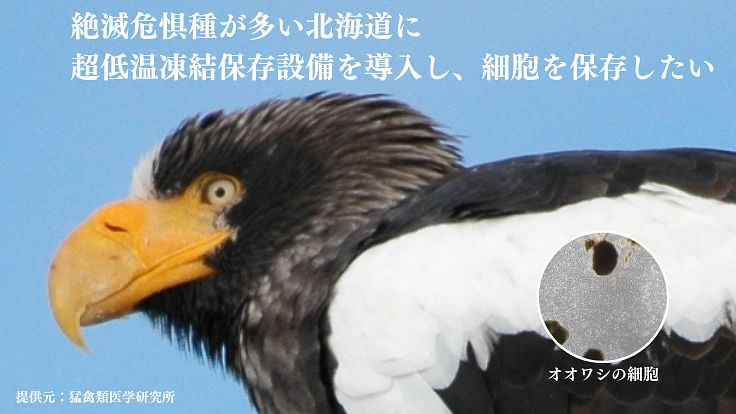 絶滅危惧種の多様性を未来に残すため、細胞保存のタイムカプセルを！ 4枚目
