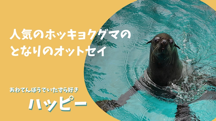 ズーラシア|動物が幸せに過ごせるように。オットセイに快適な環境を! 3枚目