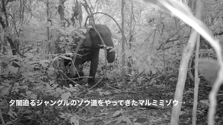 【緊急支援第２弾】マルミミゾウの楽園を密猟者の手から護りたい！！ 2枚目