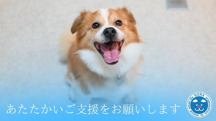 SORA小さな命を救う会｜救える命を諦めない！保護犬に適切な医療を 5枚目