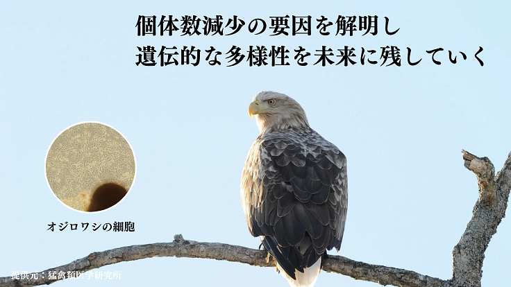 絶滅危惧種の多様性を未来に残すため、細胞保存のタイムカプセルを！ 5枚目