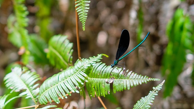 世界自然遺産やんばるの豊かな自然を後世に残していくため、ご支援を！ 9枚目