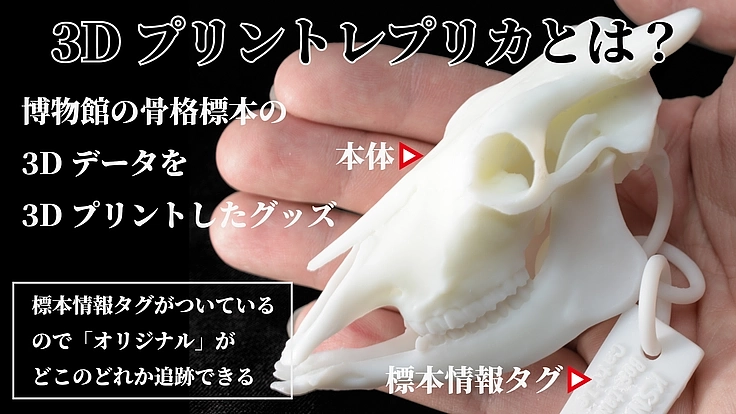 見るだけの骨から、触れる骨へ|手のひらサイズの哺乳類頭骨レプリカ 8枚目