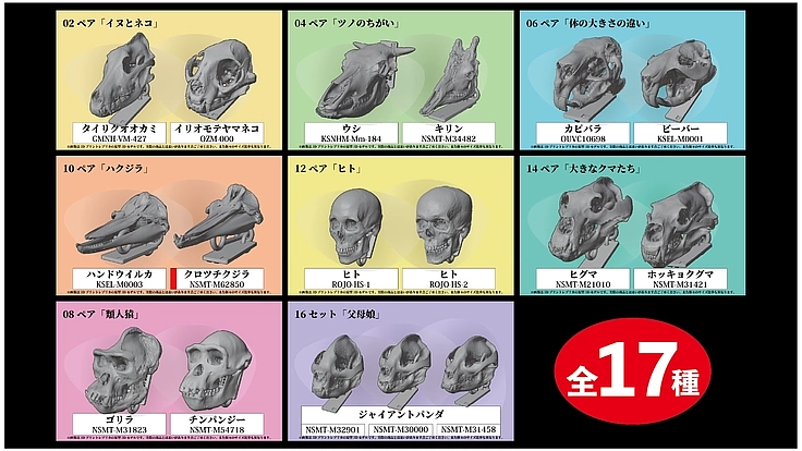 見るだけの骨から、触れる骨へ|手のひらサイズの哺乳類頭骨レプリカ 9枚目