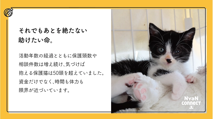 保護猫カフェ開業へ。誰にも気にかけてもらえない命を0に！ 4枚目